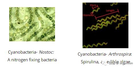 藻类是什么东西,藻类是什么意思