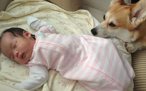 孕妇家里可以养狗吗但是不接触狗,孕妇和带小婴儿能养狗吗