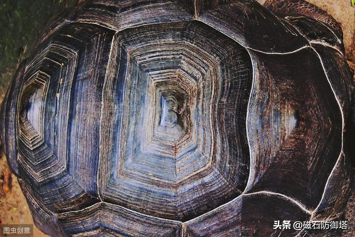 “神龟虽寿，犹有竟时”，龟为何长寿，却又濒危，漫谈龟之寿