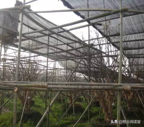 小区绿化日常养护工作内容,小区绿化养护多少钱一个平方