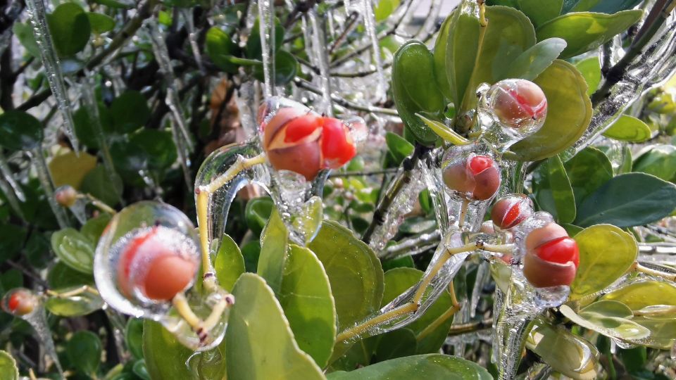 冰封女贞子：琥珀凝固的美，刹那还是永恒