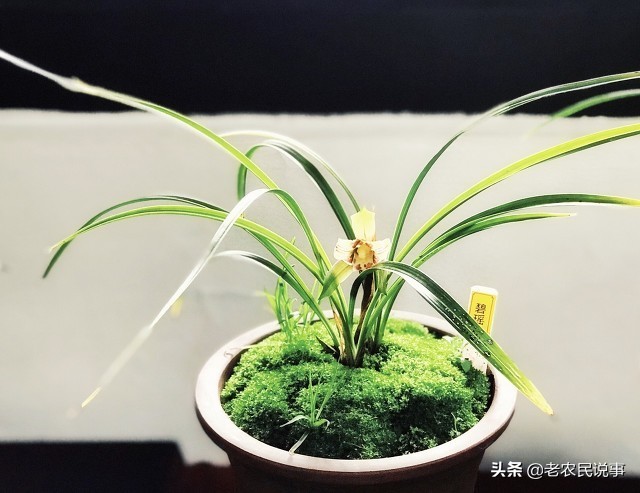 曾是高价“天鹅肉”，一株能卖上百万，现在掉到几十块，啥原因？