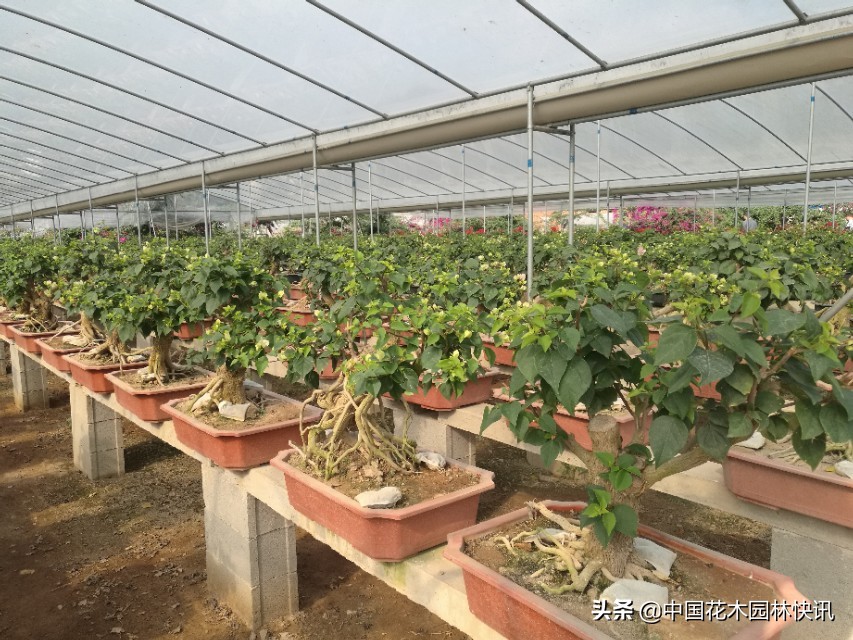 漳州三角梅盆景价格,漳州三角梅盆景市场