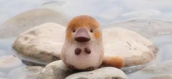 十种你肯定没见过的动物,令人惊艳的17种动物绝对罕见