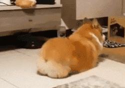 柯基养成大法居然要注意这些细节,柯基正确养成方法