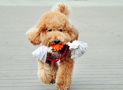 怎么养出健康的泰迪犬幼犬,泰迪小犬怎么养好看又简单