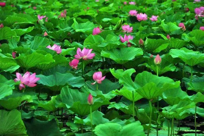 全国十大最佳赏荷好去处,沈阳赏荷花攻略