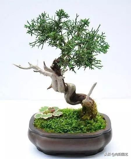 盆景花盆自制,盆景自制教程视频