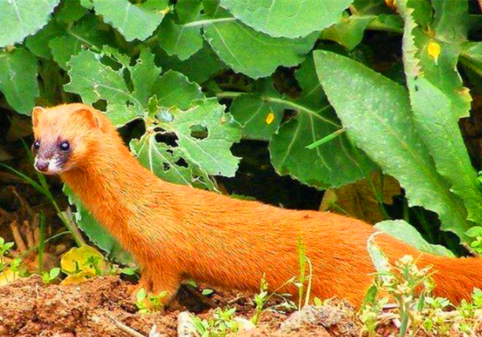 家里跑进来黄鼠狼怎么办,家里有黄鼠狼它自己会走吗