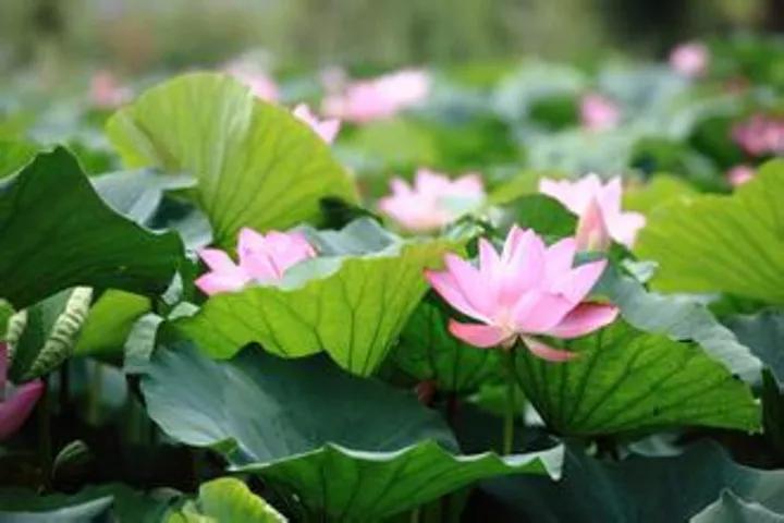 湖南岳阳排行榜前十名,湖南岳阳全国百强排名