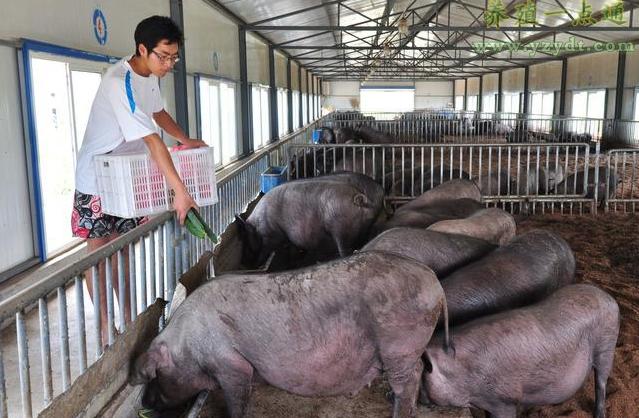 公猪母猪育种注意事项,想要母猪产仔多下面几点要牢记