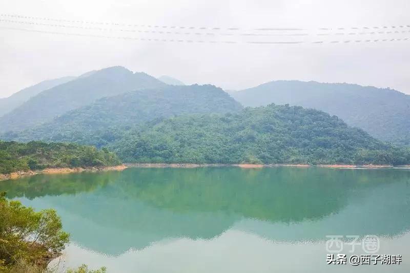 惠州镇隆荔枝什么品种,惠州镇隆自摘荔枝在哪