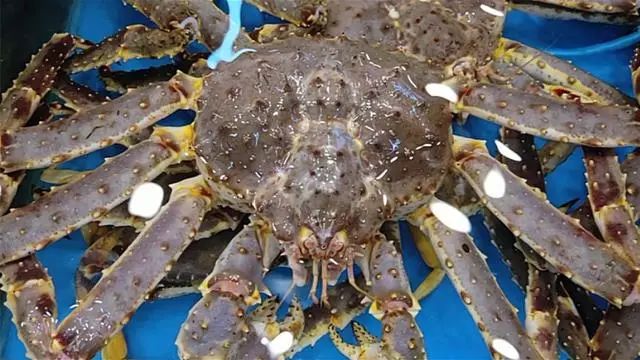 全吃过的是牛人，海边3种“野味”，一般人不敢吃，却是天下奇鲜