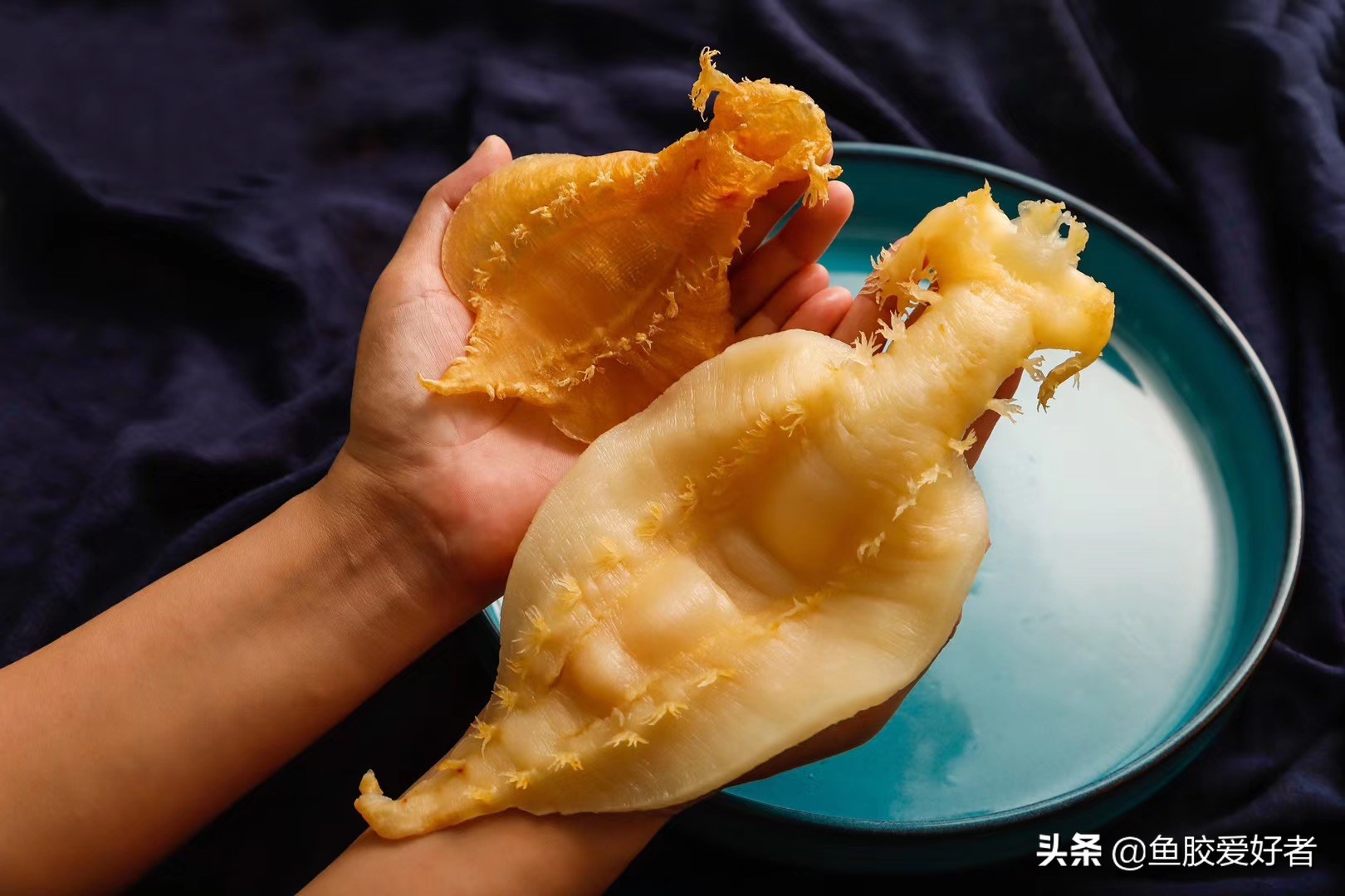 加拿大开片鱼胶的正确泡发方法,鱼胶在泡发过程中营养会流失吗