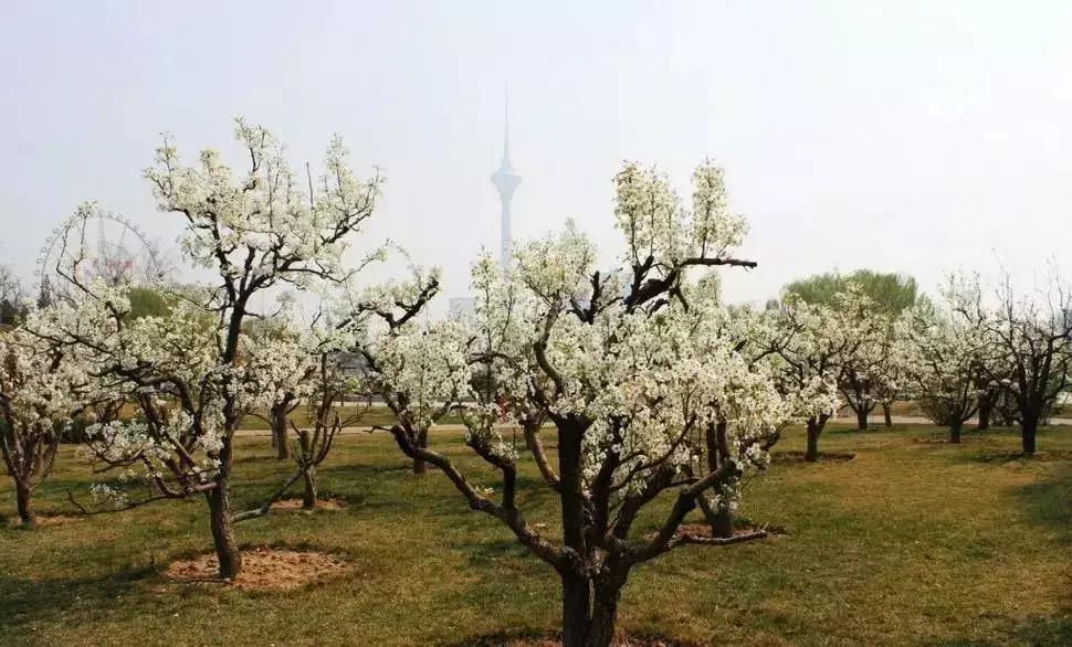 天津赏花好玩的公园,天津东丽湖哪里可以赏花