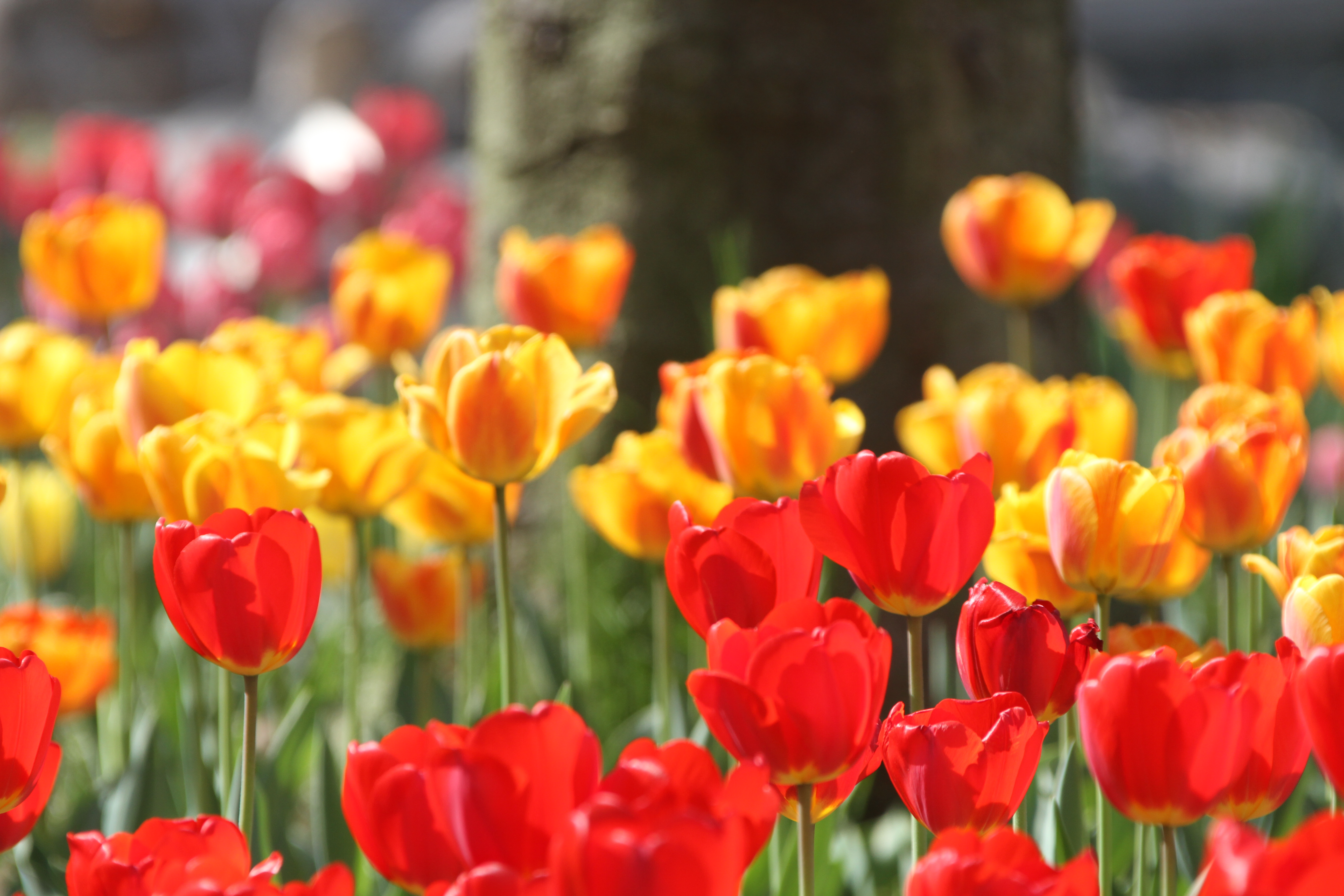 荷兰郁金香花风景图片,荷兰花海的郁金香真漂亮