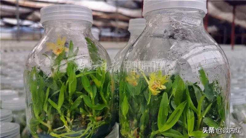 厉害发明专利,厉害了中国的技术