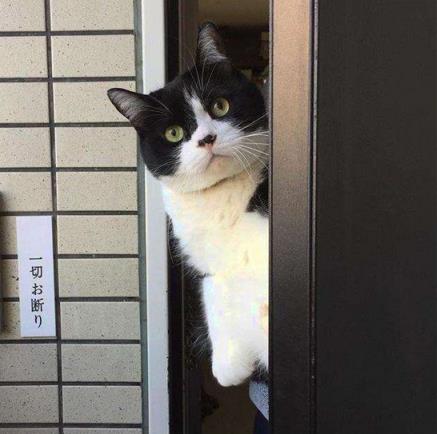 下班回家突然发现猫不见了,下班回家发现猫咪没精神