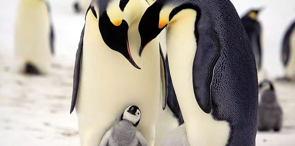 无比震撼的十部动物纪录片,15部81集顶级的自然动物纪录片