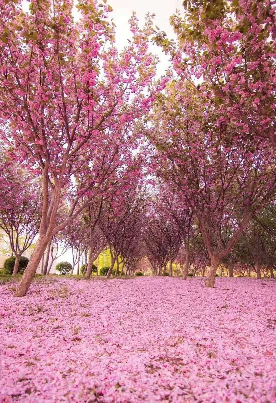 东北财经大学，一所实力不输211的老牌名校