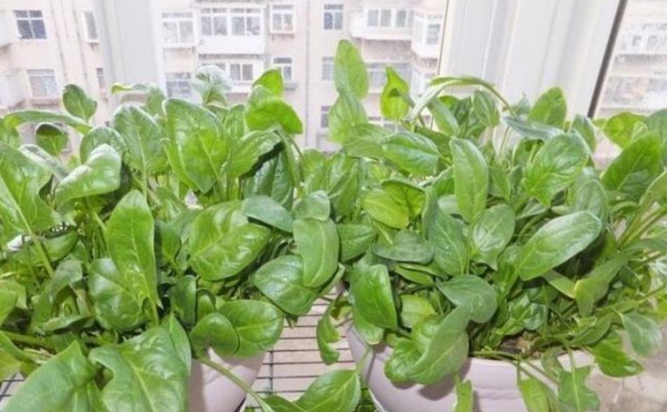 王大妈种了几棵白菜,王大妈用篱笆围了一个半圆形菜园