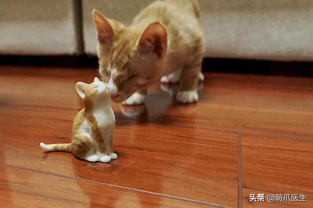 双目失明的猫咪好养吗,瞎了一只眼睛的猫能养吗