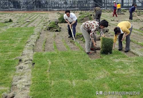 混播草坪的养护方法,草坪养护管理方案