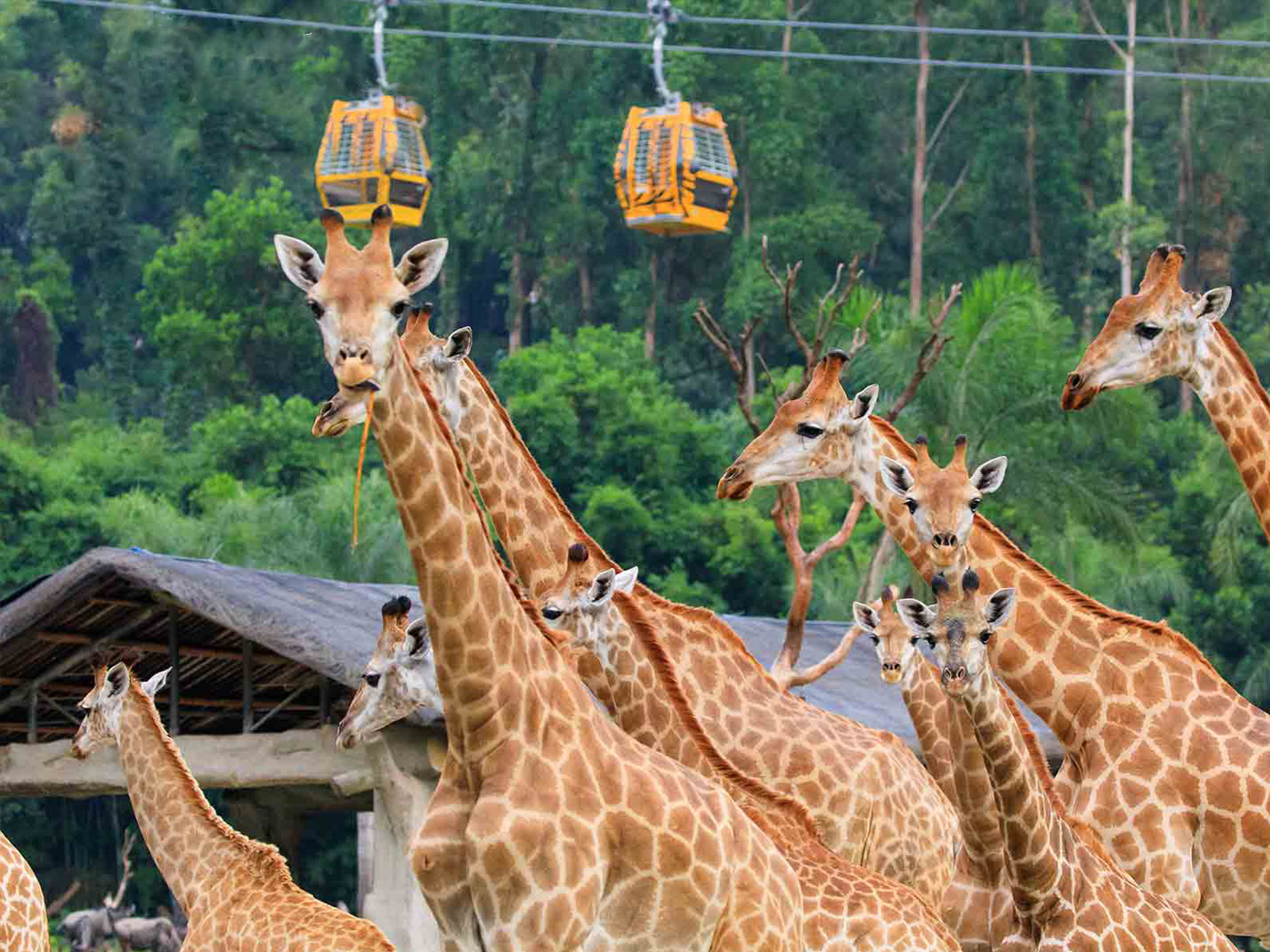 京轩溜娃指南｜暑假带娃去哪儿玩？入坑长隆那是必须滴~