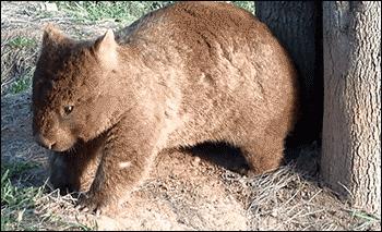 妇科炎症豆腐渣反反复复,孕期妇科炎症反反复复怎么办