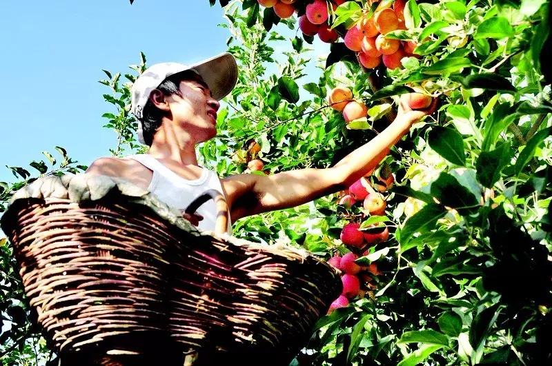 *疆新**瓜果地图？开吃