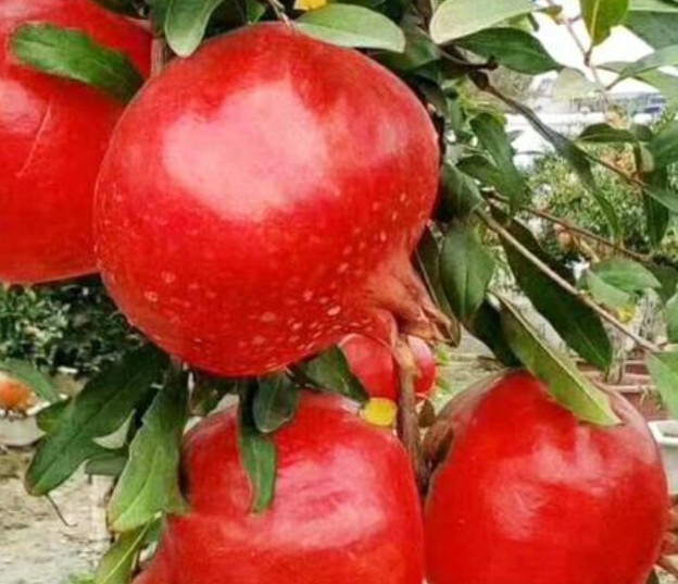 网上购买石榴树怎么种植,网购的石榴树第二年怎么修剪