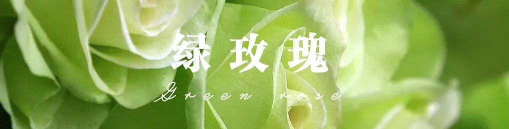 花店必备的5款玫瑰,花店常用的10款玫瑰花是哪些品种