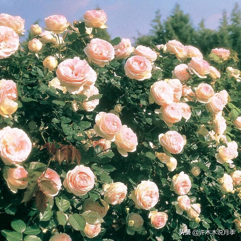 如何制作月季的肥料,月季自制液体肥怎么用最好