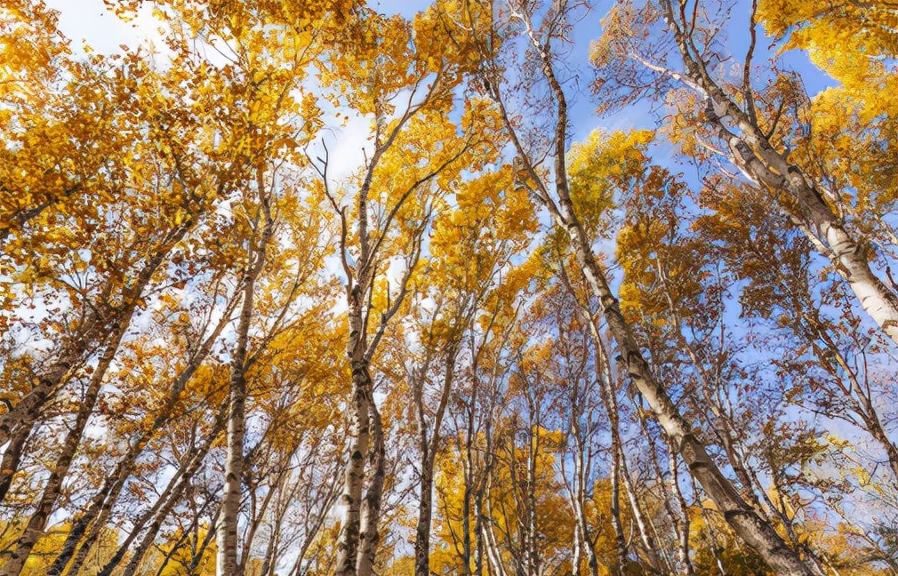 教你几个秘诀冬季食补养肝脏,养生春季易燥保肝养肝尤为重要