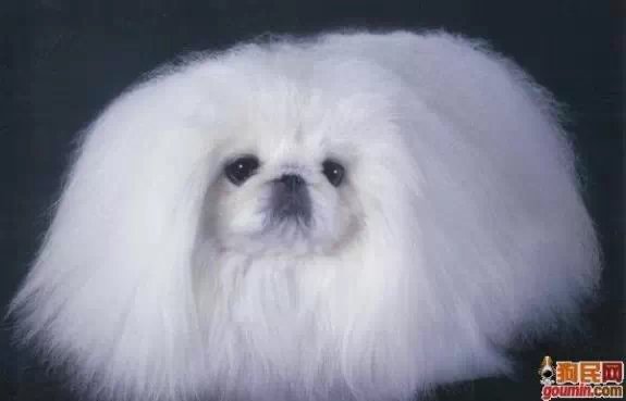 鐙楃嫍澶у叏鍙埍,鍙埍鐨勫皬鐙楃嫍閫佺粰鐖辩嫍浜哄＋