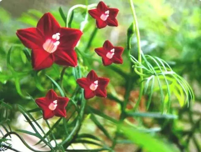 五月份被公认阳台最好养的10种花,喜阴耐旱适合室内养的50种花