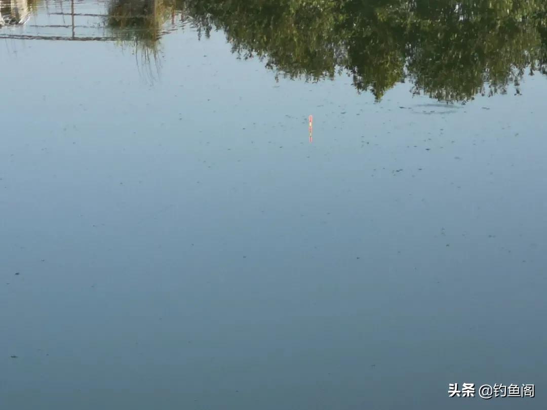 嫩玉米钓鲤鱼会降低鲤鱼警惕性吗,鲤鱼可以用玉米钓了吗