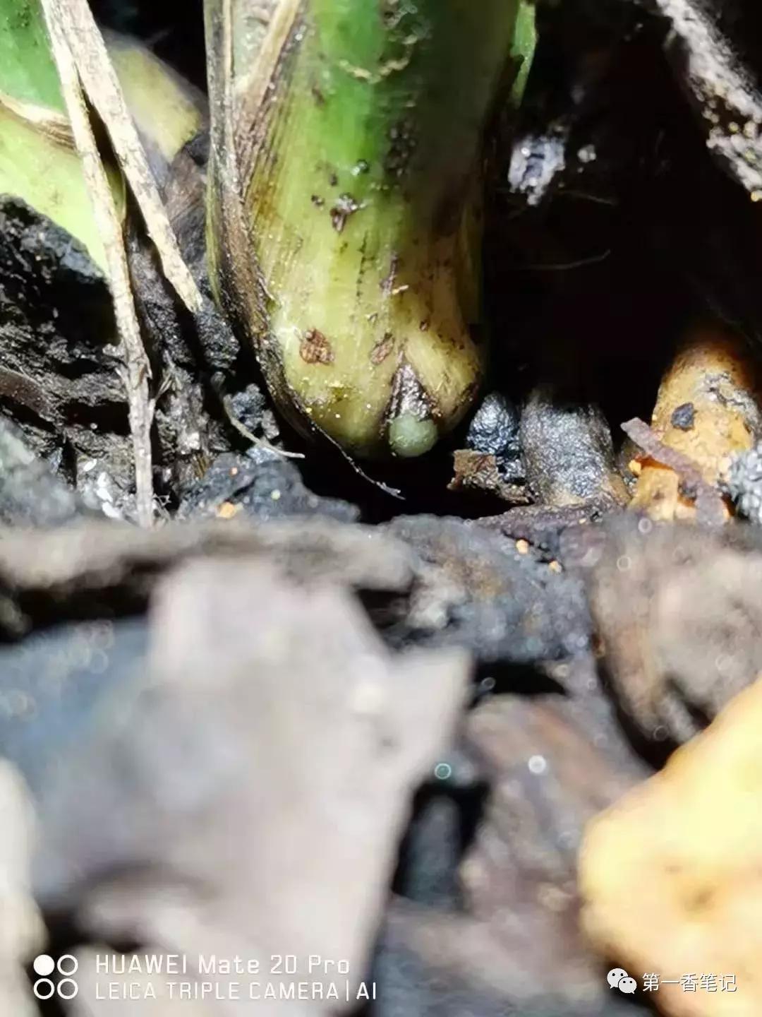 兰花花苞如何看品种,如何辨别兰花花苞的品种