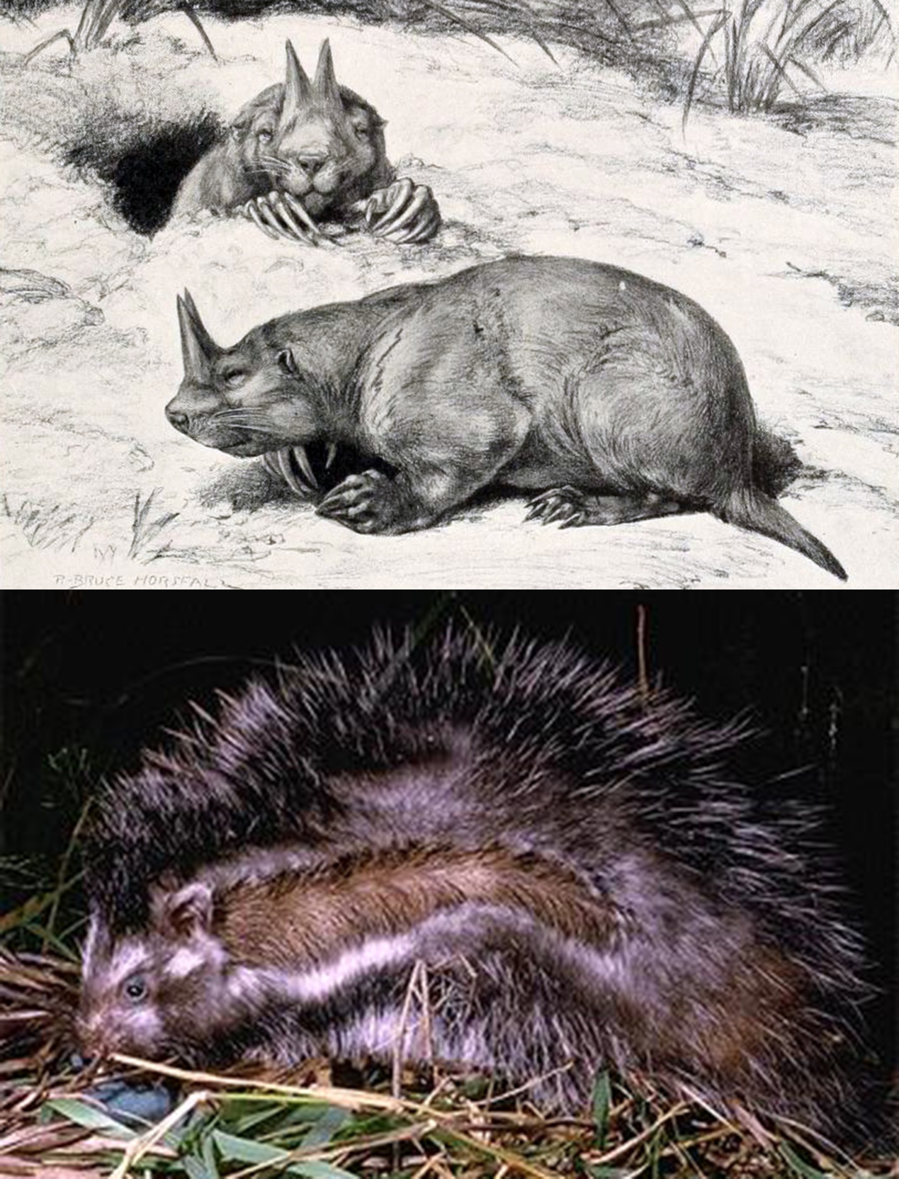 人类灭绝后老鼠成功进化出智慧,人类有没有可能灭绝老鼠