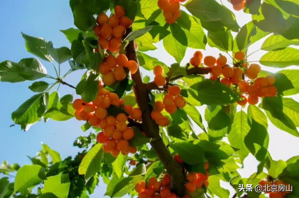春天房山赏花的地方有哪些,房山赏花攻略