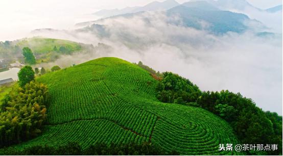 中国十大名茶哪个市的茶最多,名茶排名前十的茶及产地有哪些