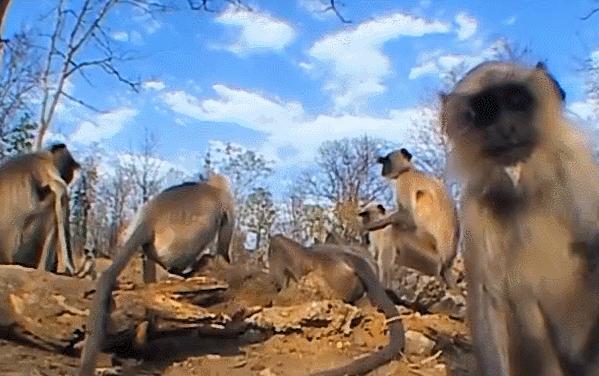 喜羊羊与灰太狼原始世界纪录片,喜羊羊与灰太狼每部片讲述的道理