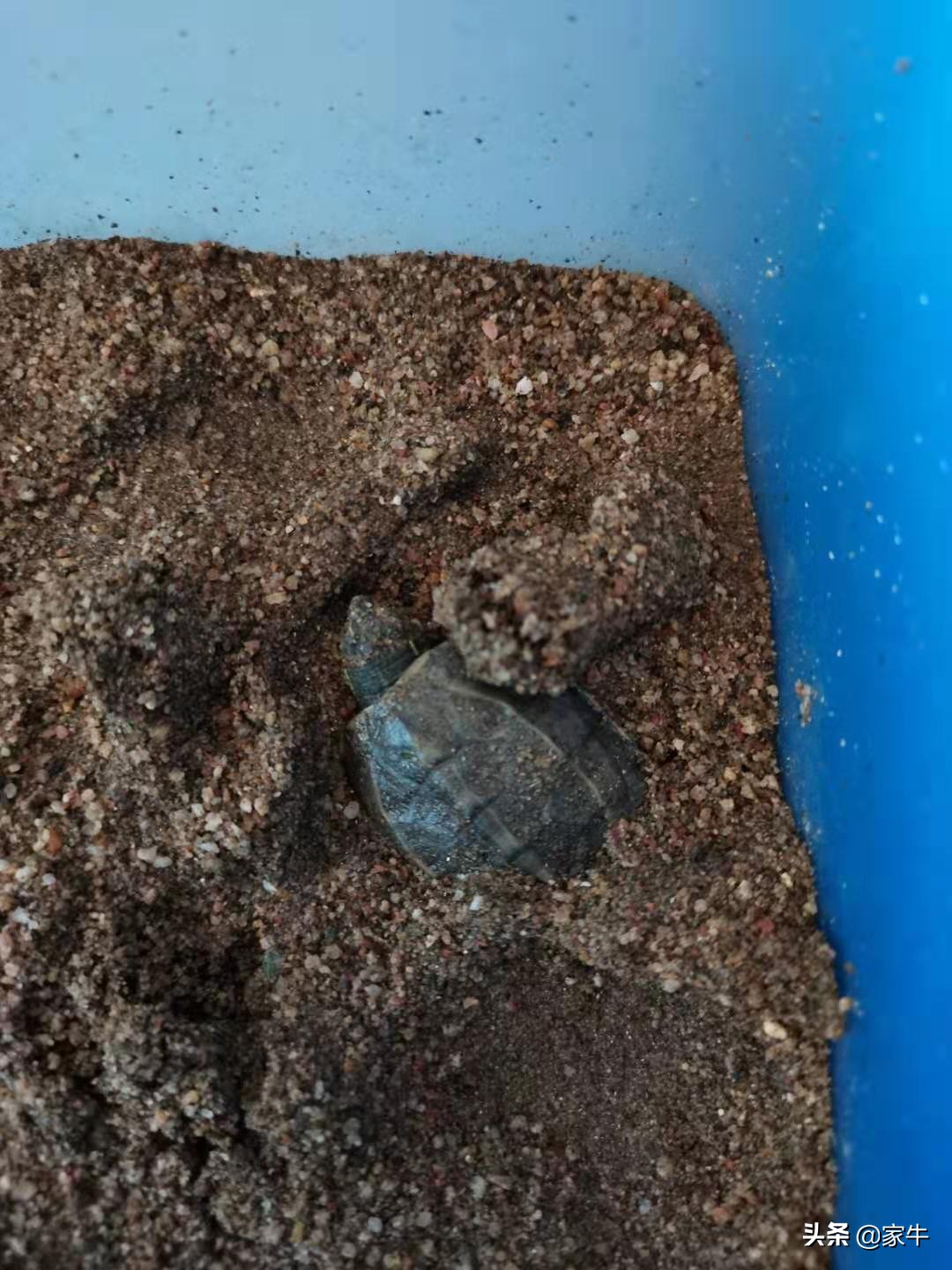 家牛的宠物龟、草金鱼、仙人球日志第308日