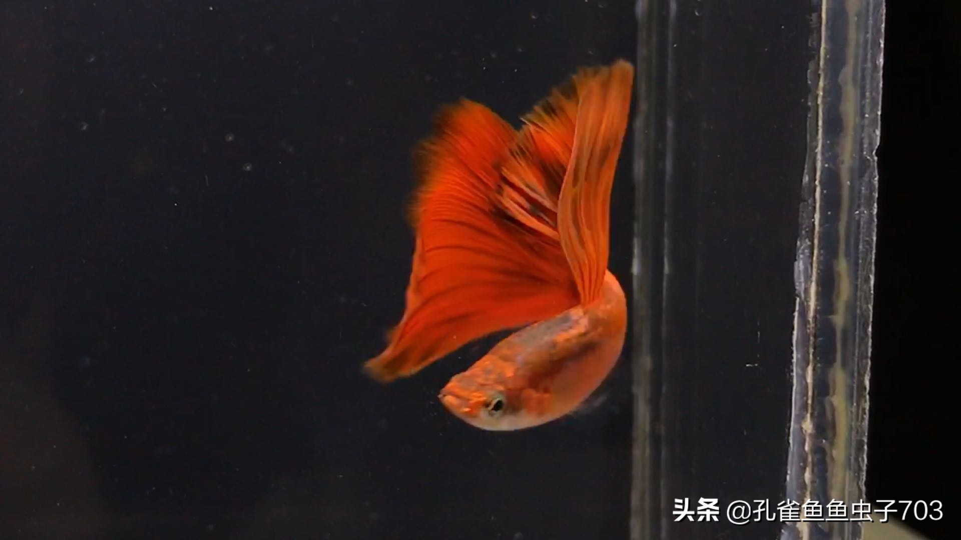 孔雀鱼喂食器制作方法,孔雀鱼怀孕怎么喂食