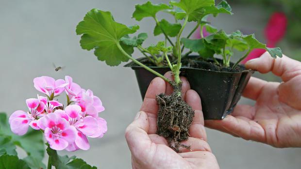 天竺葵夏天怎么浇水养才开花,天竺葵怎么养才一年四季开爆花