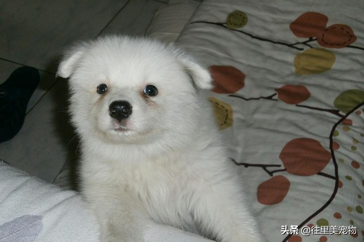 买不起萨摩耶,买萨摩耶怎么问不会被骗