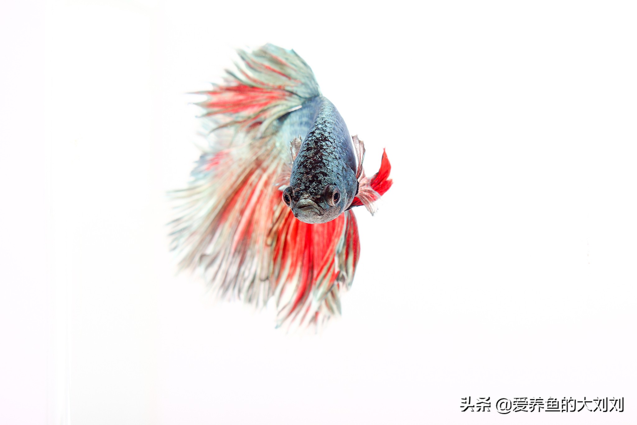 怎样能让泰国斗鱼的寿命长一些,泰国斗鱼可以活多长时间