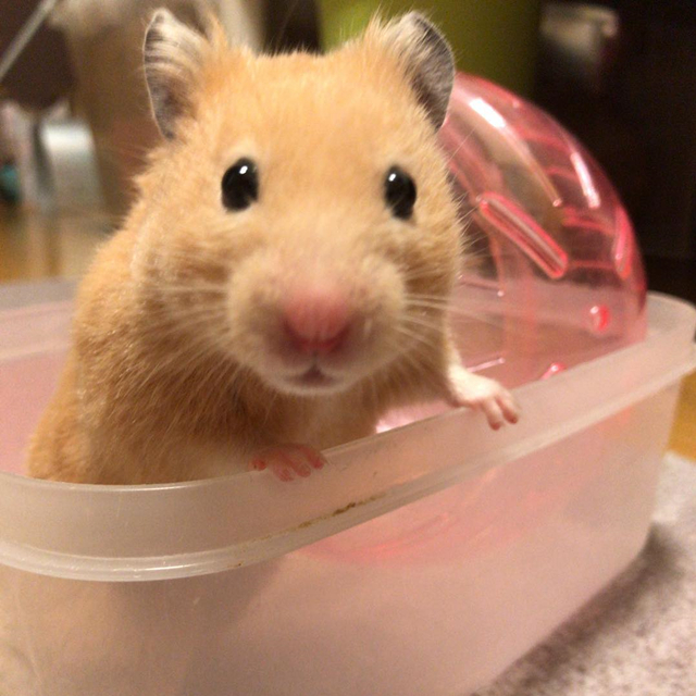 仓鼠长期躲角落怎么让它不再躲,刚到家的仓鼠要不要给它躲避屋