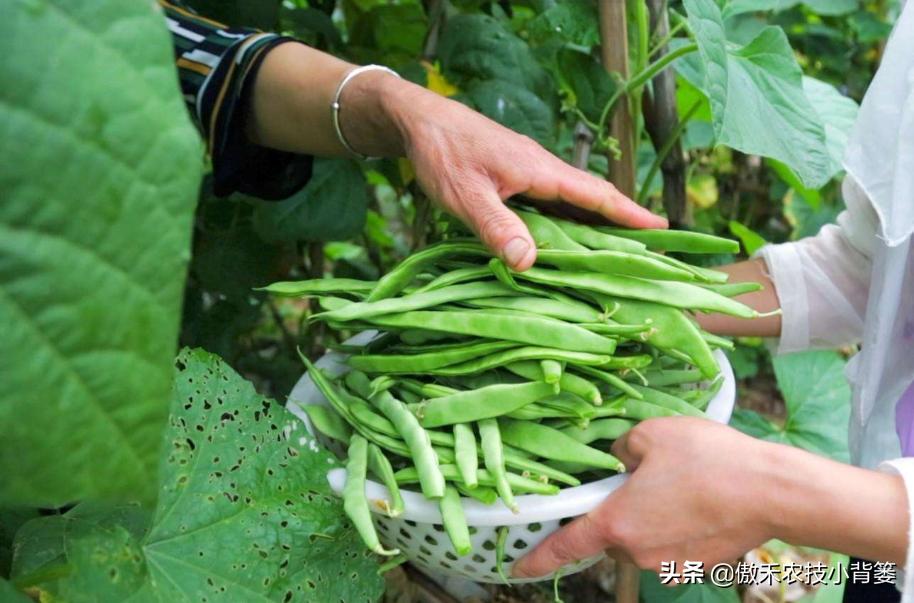 农作物苗期用哪个调节剂比较好,作物生长调节剂大全