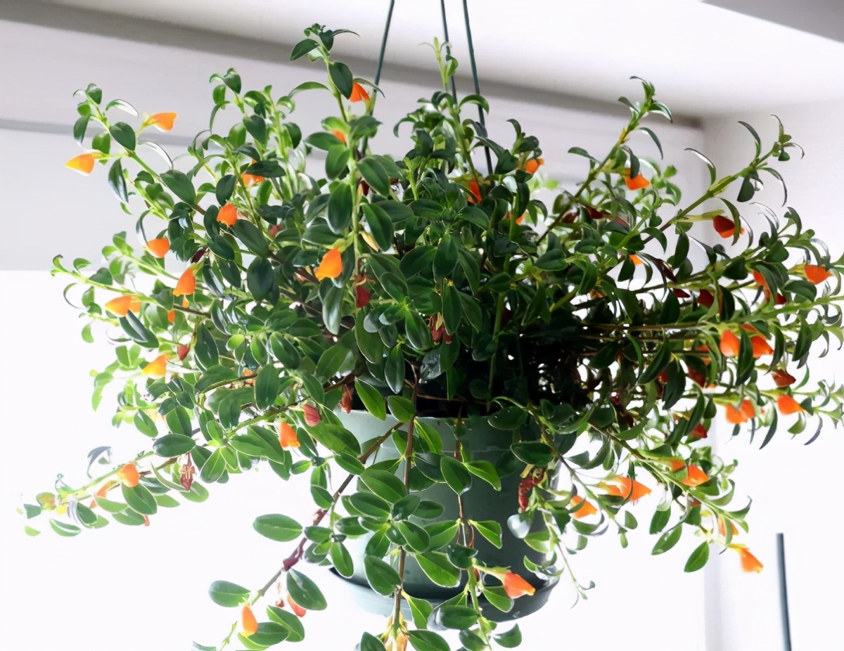 吊兰养护方法及注意事项,养吊兰注意这几点让其蹭蹭长爆盆